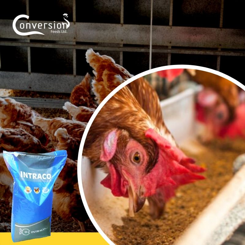 Poultry Feed Image