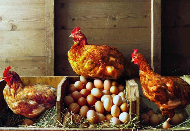 Download Good Management Skills Essential Tips For Layer Chicken Conversion Feeds Limited