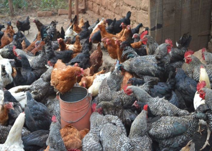 Local Chicken Rearing Tips On Success In This Venture Conversion Feeds Limited