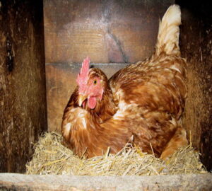 Nest Box Pic